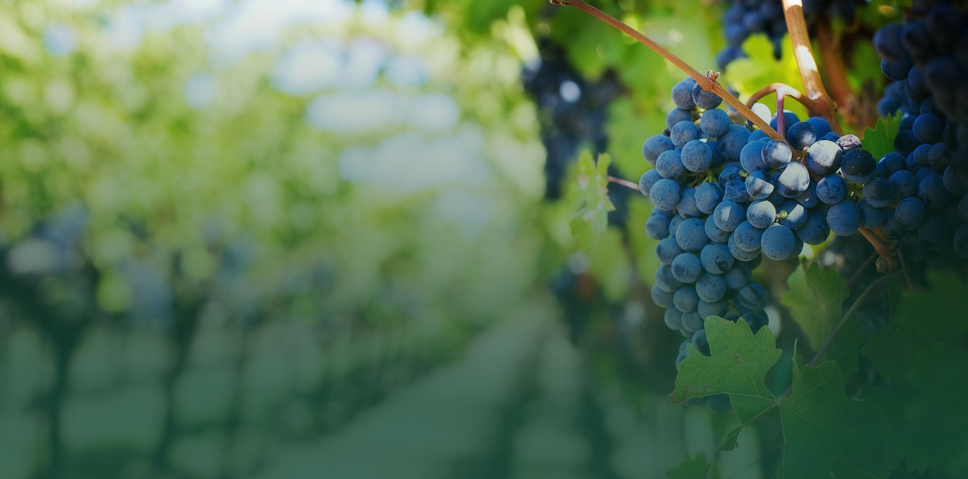 Matériel d'installation pour le secteur viticole et vinicole : piquets, tuteurs et accessoires